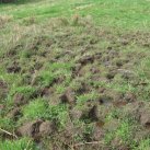 Pugging from cattle. Cambridge Tree Trust